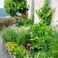Marksburg Castle - Herb garden